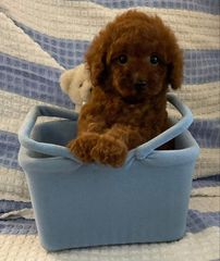 Poodle red toy-thumb-1