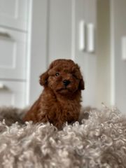 Poodle red toy-thumb-2