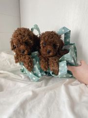 Poodle red toy-thumb-3