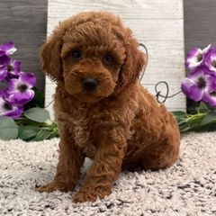 Poodle red toy-thumb-4