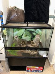 Ball Python Fire (Θηλυκό) 7 ετών μαζί με πλήρως εξοπλισμένο terrarium ετοιμο για χρήση