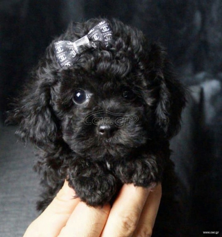 Poodle black toy