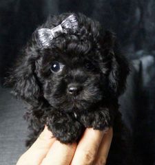 Poodle black toy