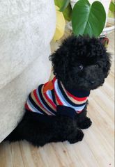 Poodle black toy-thumb-1