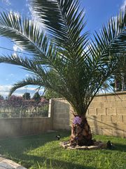 κανάριος φοίνικας (Phoenix canariensis) υγιής