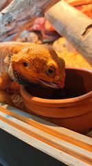 ΠΩΛΕΙΤΑΙ Δρακος Bearded Dragon