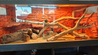 ΠΩΛΕΙΤΑΙ Δρακος Bearded Dragon-thumb-1