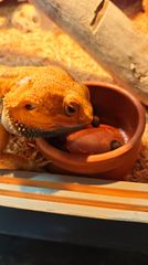 ΠΩΛΕΙΤΑΙ Δρακος Bearded Dragon-thumb-2