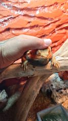 ΠΩΛΕΙΤΑΙ Δρακος Bearded Dragon-thumb-3