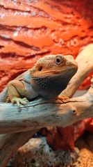ΠΩΛΕΙΤΑΙ Δρακος Bearded Dragon-thumb-4