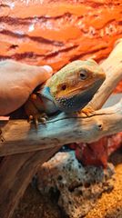 ΠΩΛΕΙΤΑΙ Δρακος Bearded Dragon-thumb-5