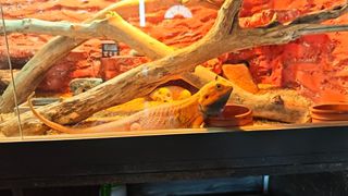 ΠΩΛΕΙΤΑΙ Δρακος Bearded Dragon-thumb-6