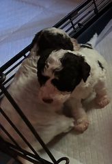 Lagotto Romagnolo