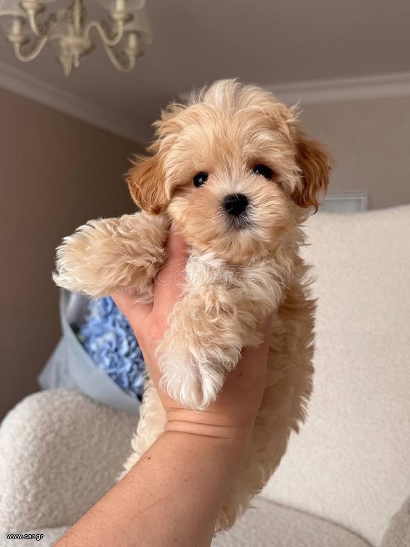 Poodle toy apricot