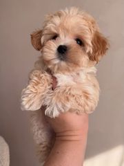 Poodle toy apricot-thumb-1