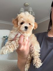 Poodle toy apricot-thumb-2