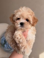 Poodle toy apricot-thumb-3