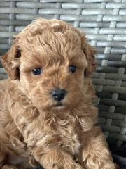 Poodle toy apricot-thumb-5