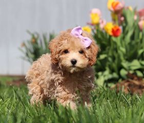 Poodle toy apricot-thumb-6