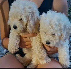 poodle