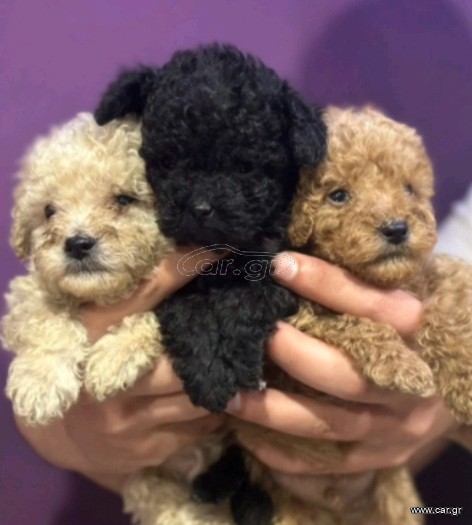 poodle