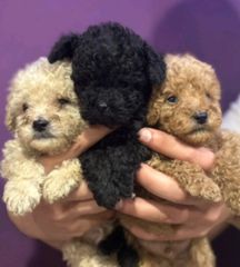 poodle