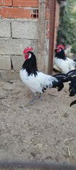 Πωλούνται κοκόρια ράτσας Lakenvelder ηλικία 3,5 μηνών Κομοτηνή. Δυνατότητα μεταφοράς Ξάνθη - Χρυσούπολη!