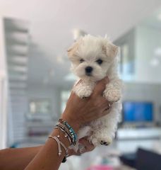 Maltez toy-thumb-2