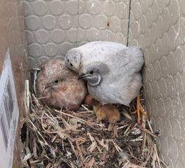 ΚΙΝΕΖΙΚΑ ΟΡΤΥΚΙΑ Chinese button quail