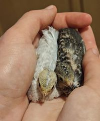 ΚΙΝΕΖΙΚΑ ΟΡΤΥΚΙΑ Chinese button quail-thumb-2