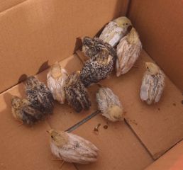 ΚΙΝΕΖΙΚΑ ΟΡΤΥΚΙΑ Chinese button quail-thumb-3