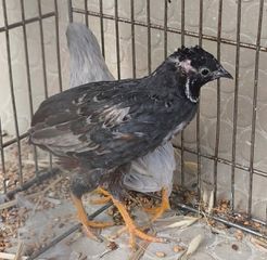 ΚΙΝΕΖΙΚΑ ΟΡΤΥΚΙΑ Chinese button quail-thumb-4