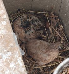 ΚΙΝΕΖΙΚΑ ΟΡΤΥΚΙΑ Chinese button quail-thumb-5