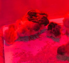 ΚΙΝΕΖΙΚΑ ΟΡΤΥΚΙΑ Chinese button quail-thumb-6