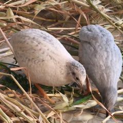 ΚΙΝΕΖΙΚΑ ΟΡΤΥΚΙΑ Chinese button quail-thumb-7