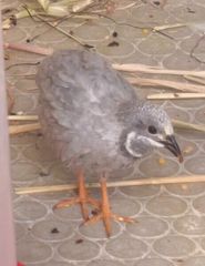 ΚΙΝΕΖΙΚΑ ΟΡΤΥΚΙΑ Chinese button quail-thumb-8