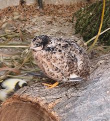 ΚΙΝΕΖΙΚΑ ΟΡΤΥΚΙΑ Chinese button quail-thumb-9