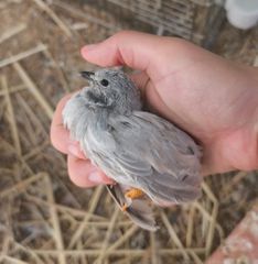 ΚΙΝΕΖΙΚΑ ΟΡΤΥΚΙΑ Chinese button quail-thumb-10