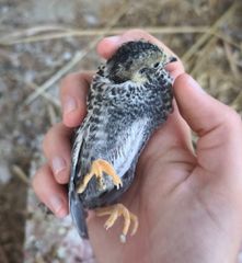 ΚΙΝΕΖΙΚΑ ΟΡΤΥΚΙΑ Chinese button quail-thumb-11