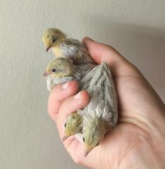 ΚΙΝΕΖΙΚΑ ΟΡΤΥΚΙΑ Chinese button quail-thumb-12