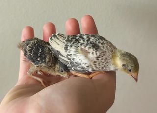 ΚΙΝΕΖΙΚΑ ΟΡΤΥΚΙΑ Chinese button quail-thumb-13