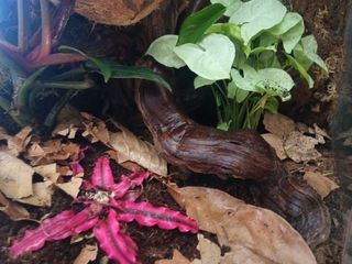 Custom Bioactive Gecko Terrarium New