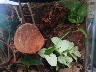 Custom Bioactive Gecko Terrarium New-thumb-1