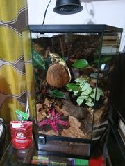 Custom Bioactive Gecko Terrarium New-thumb-2