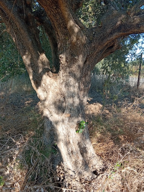 120 ελαιόδενδρα