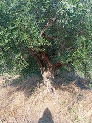 120 ελαιόδενδρα-thumb-1