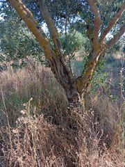 120 ελαιόδενδρα-thumb-3