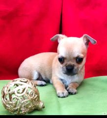 chihuahua