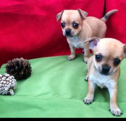 chihuahua-thumb-1