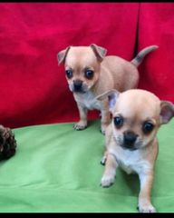 chihuahua-thumb-2